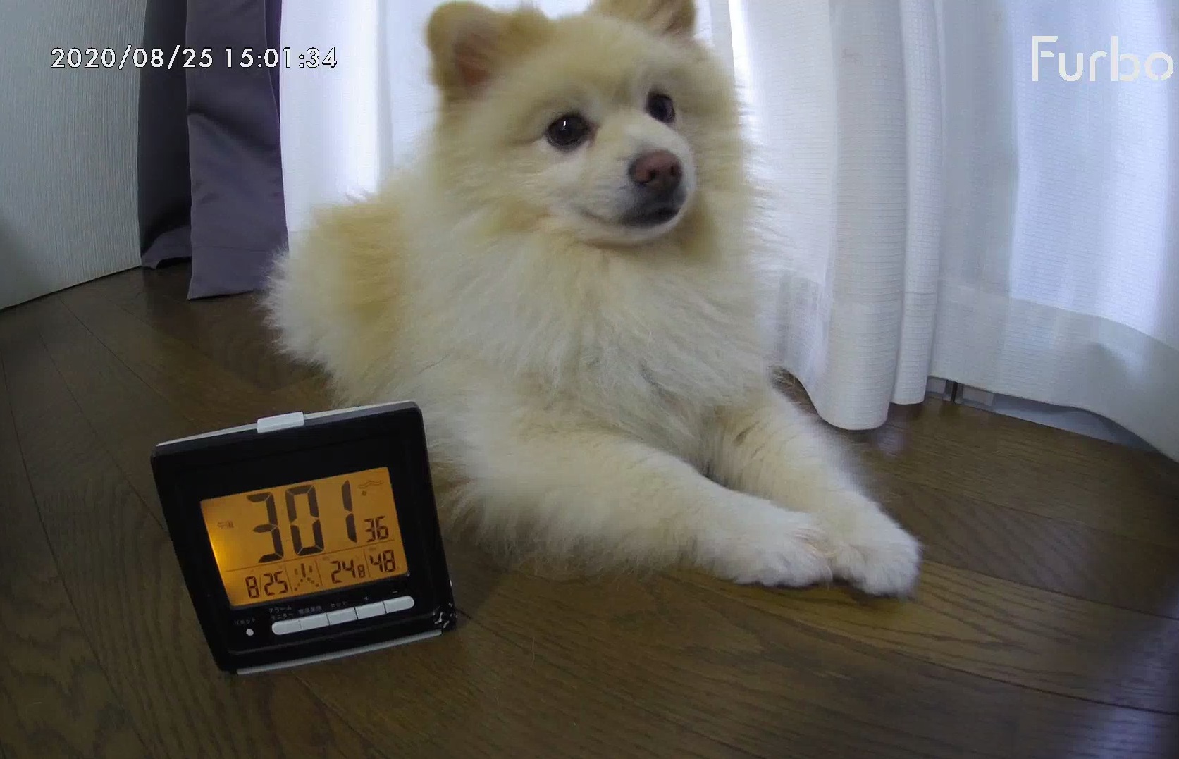 ペットカメラの前に温湿度計を置いた画像