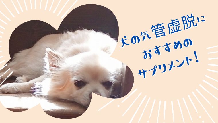 犬の気管虚脱におすすめの サプリメント