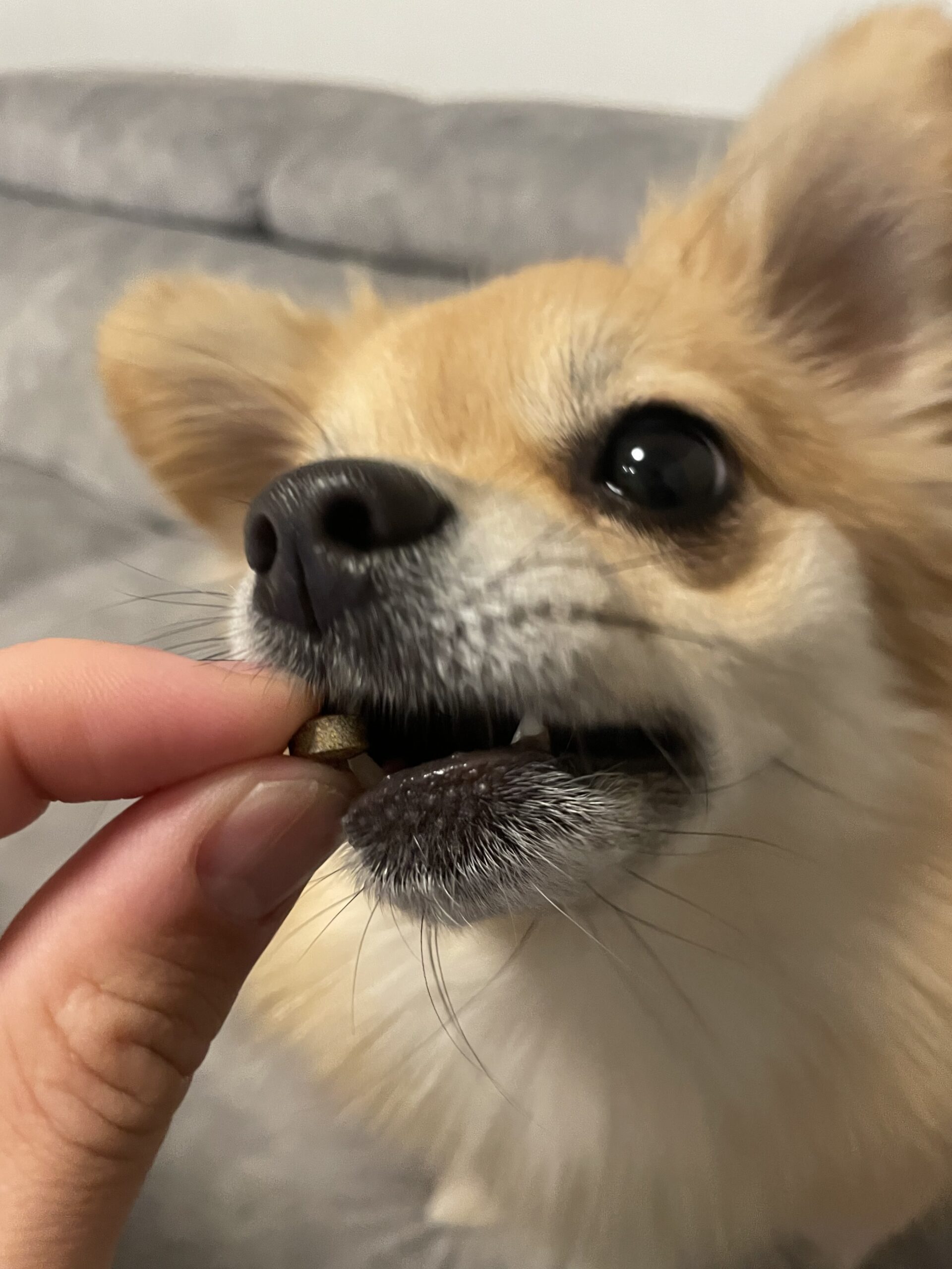 ぱっちりを食べる犬